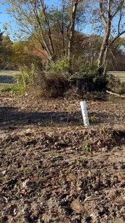 a view of a yard with a tree