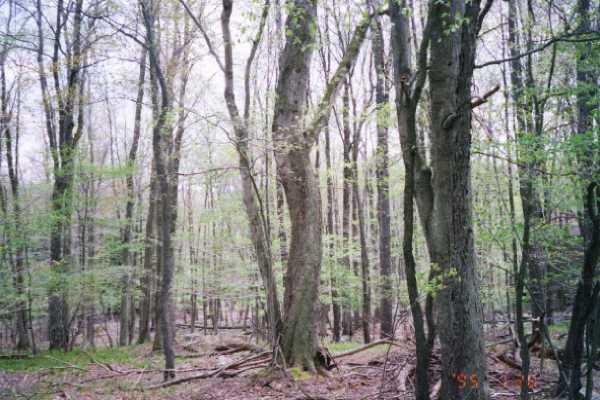 4303 Clover Road Long Pond, PA 18334 - Photo 3 of 6 a view of a forest with trees