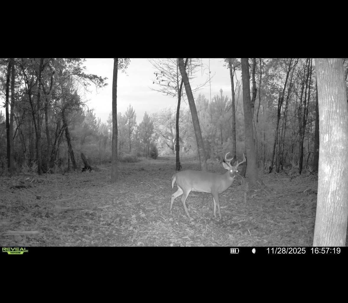 0 Sealy Wells Road Gordon, AL 36343 - Photo 25 of 25