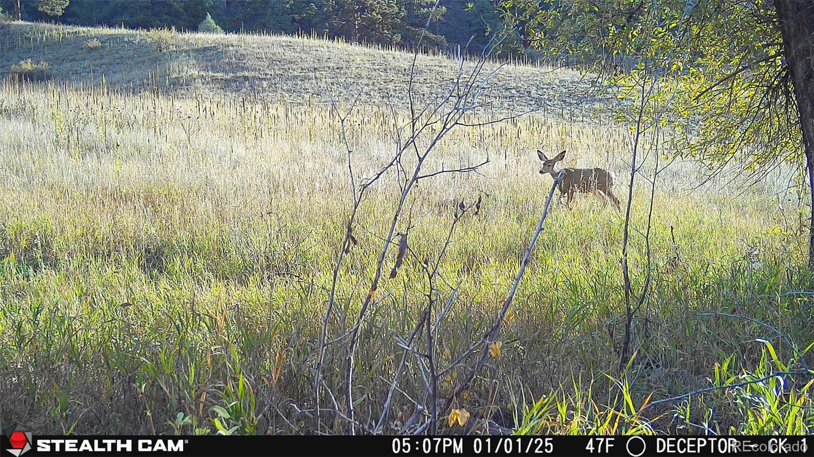 22511 Resort Creek Road Conifer, CO 80433 - Photo 50 of 50