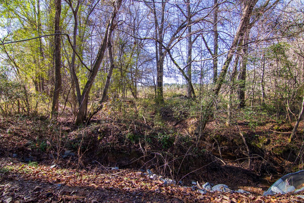 1-0 St Paul Church Road Shiloh, GA 31826 - Photo 8 of 28 a view of a yard
