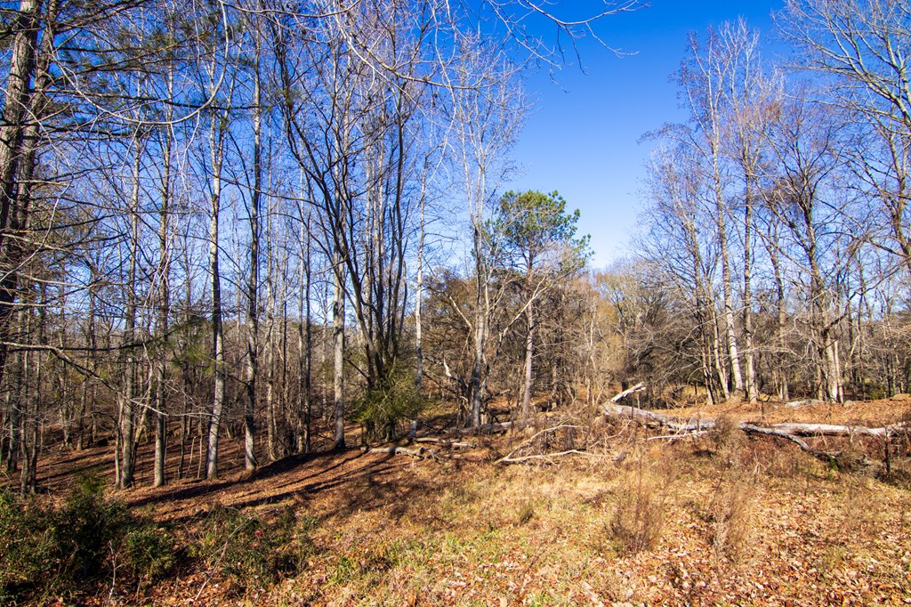 1-0 St Paul Church Road Shiloh, GA 31826 - Photo 9 of 28 a view of snow covered with snow