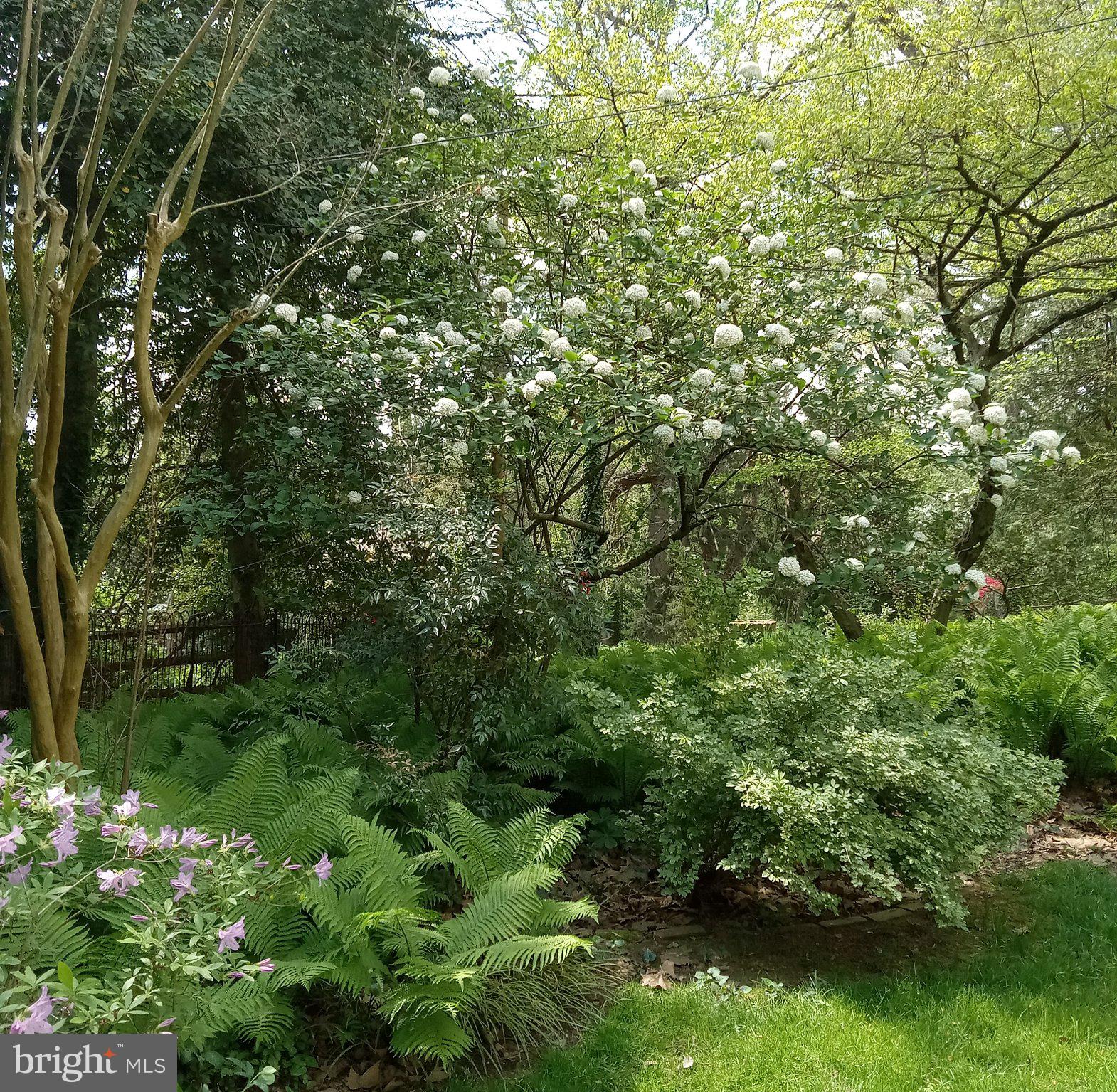 4 Swarthmore Place Swarthmore, PA 19081 - Photo 57 of 67 Azalea & Viburnum adds to colorful backyard