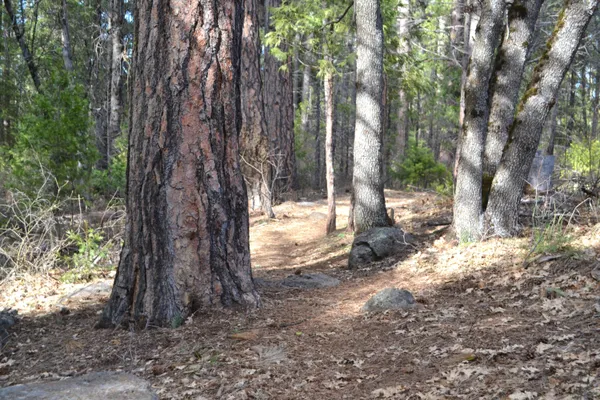 a view of a tree in the forest