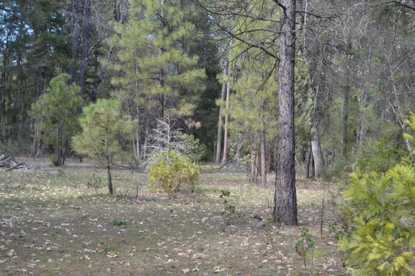 a view of a forest with trees