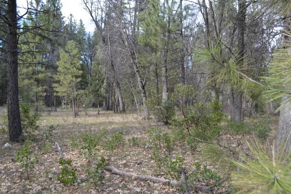 a view of a forest with trees in the background
