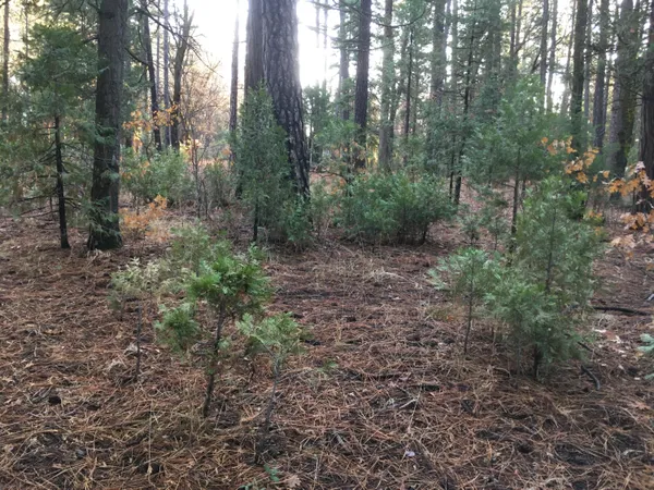 a view of a forest with trees in the background