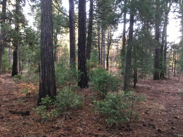 a view of a forest that has large trees