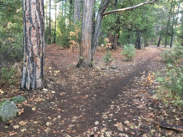 a view of a forest with trees