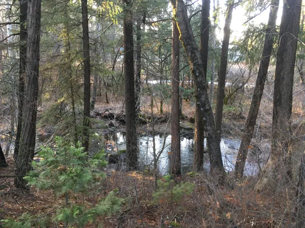 a view of trees in the forest