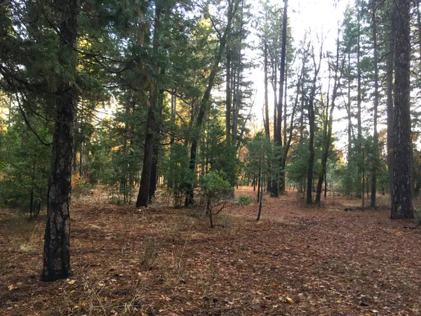 a view of outdoor space with lots of trees