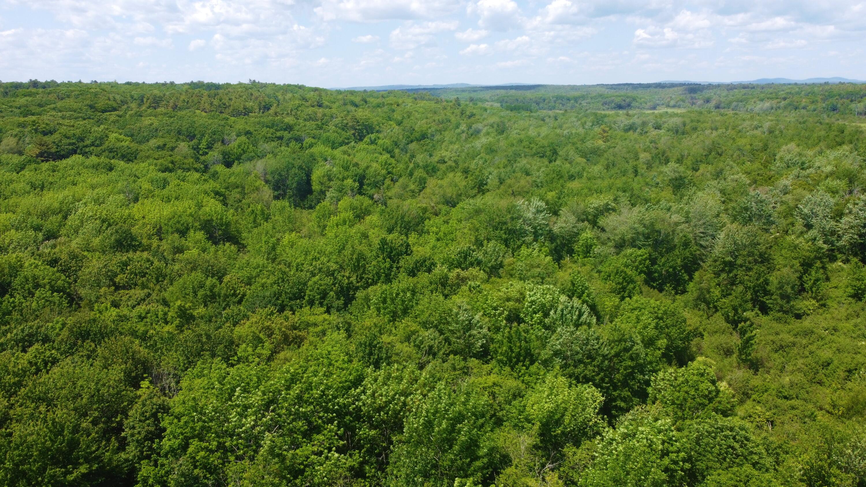 wooded view