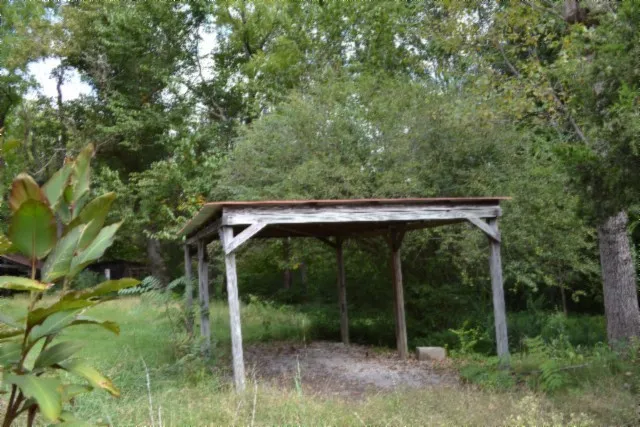 a view of a forest with a tree