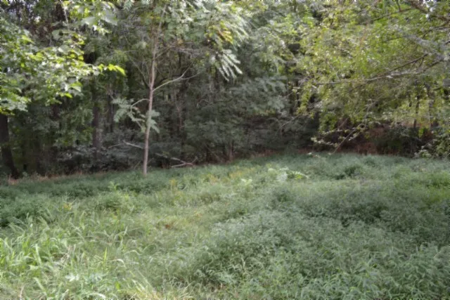 a close up of a plant