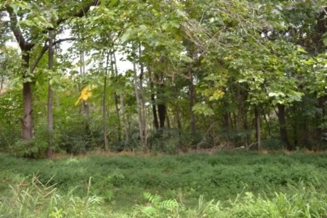 a view of a lush green forest