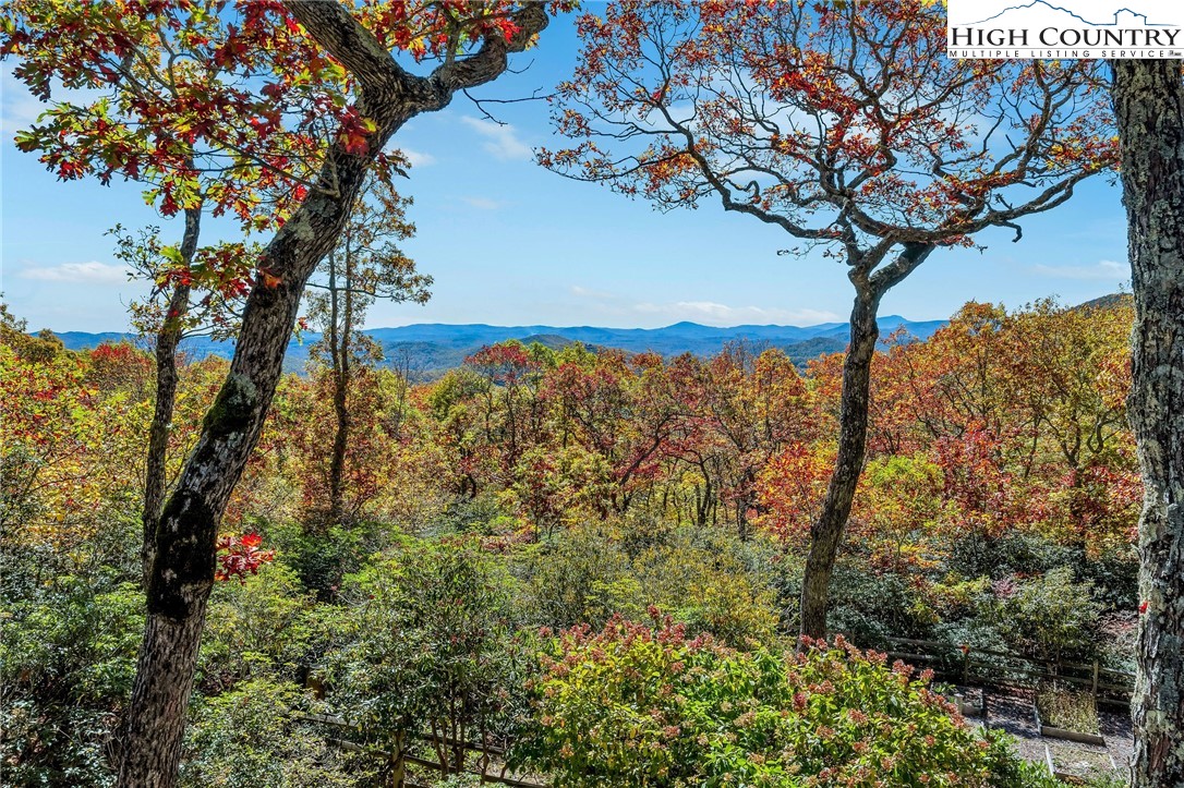 1810 Homestead Road Todd, NC 28684 - Photo 23 of 50 a view of a tree in a yard