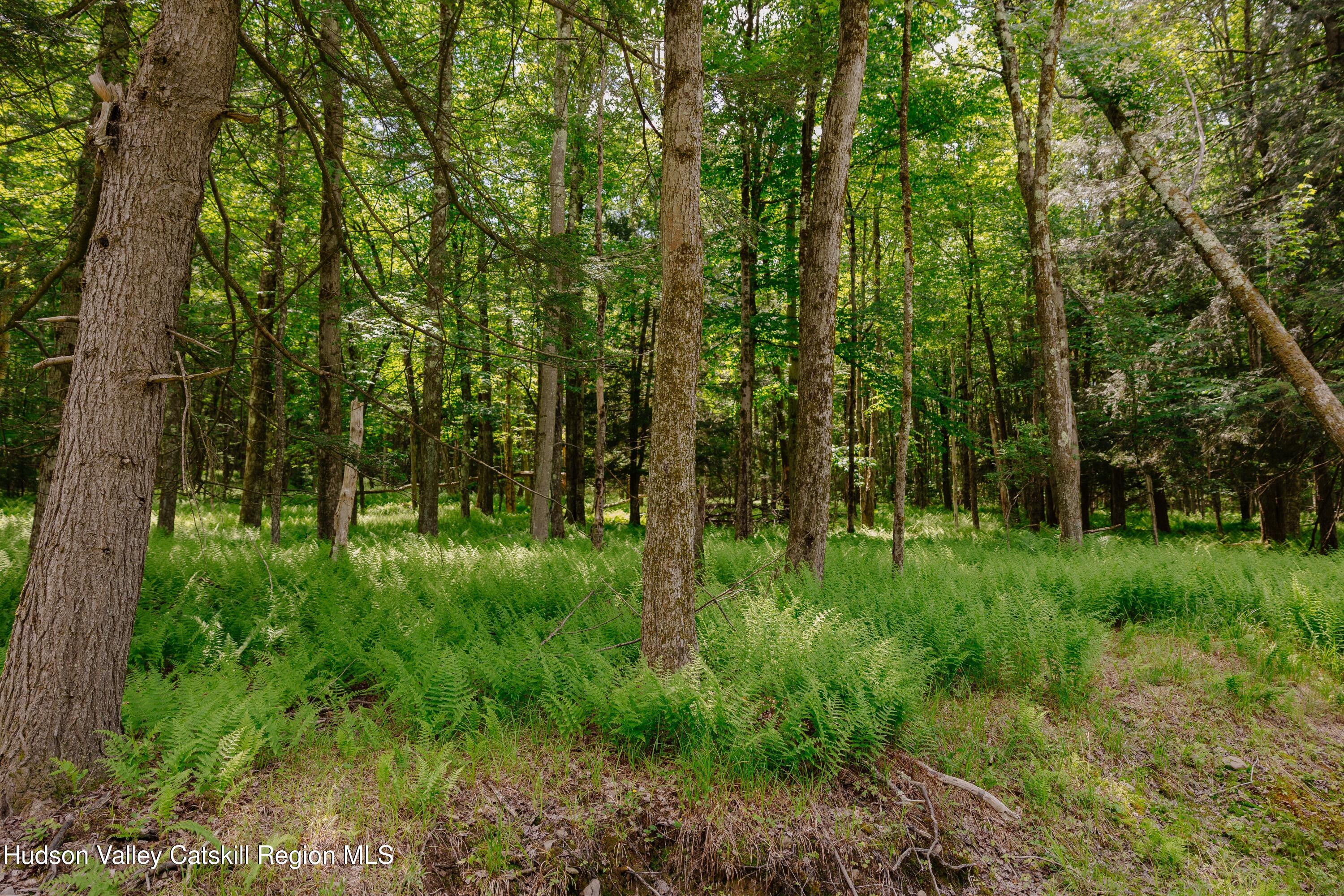 Tbd Church Lake Road Livingston Manor, NY 12758 - Photo 8 of 33 shandelee-woods-thatupstateagent-1-8