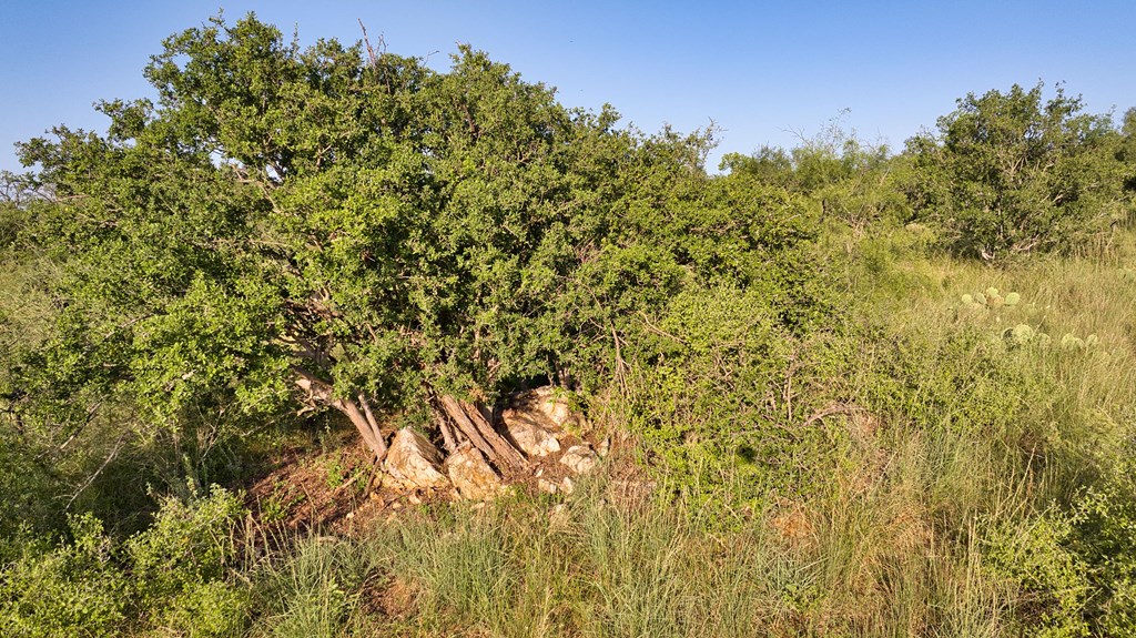 610 Ranch Road 152, Unit 4 Mason, TX 76856 - Photo 47 of 48 a view of a yard with a tree