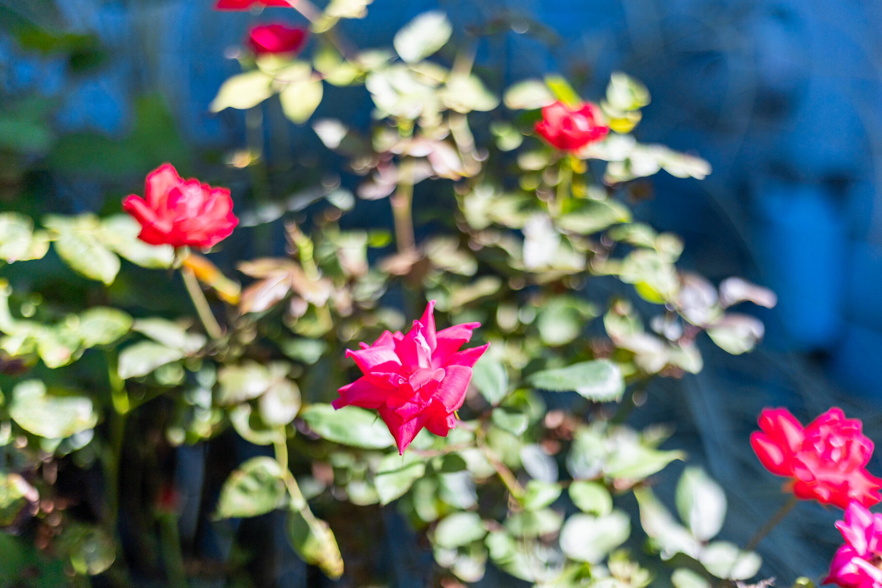 12 Paddocks Path East Dennis, MA 02638 - Photo 54 of 64 PF0A0519