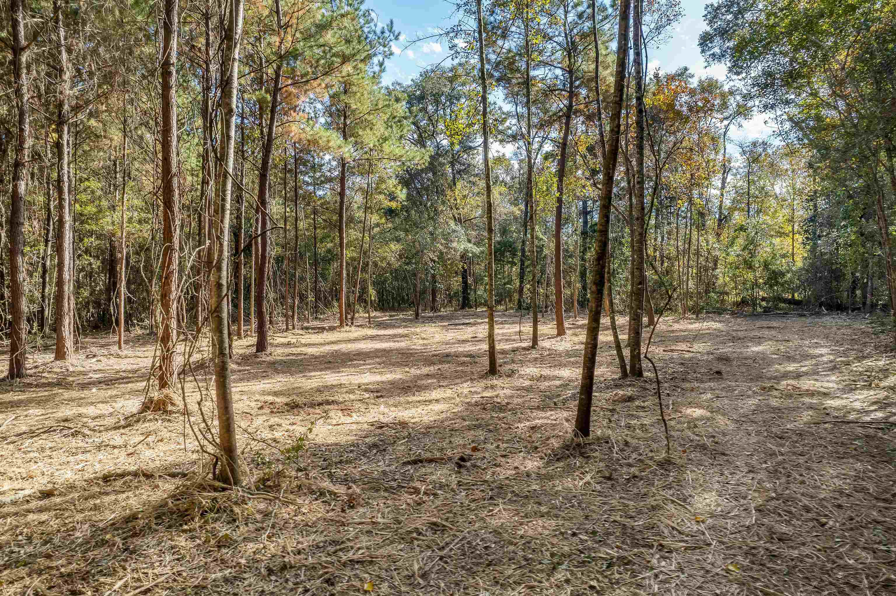 Xx White House Road Monticello, FL 32344 - Photo 18 of 24 Gallery Image 18