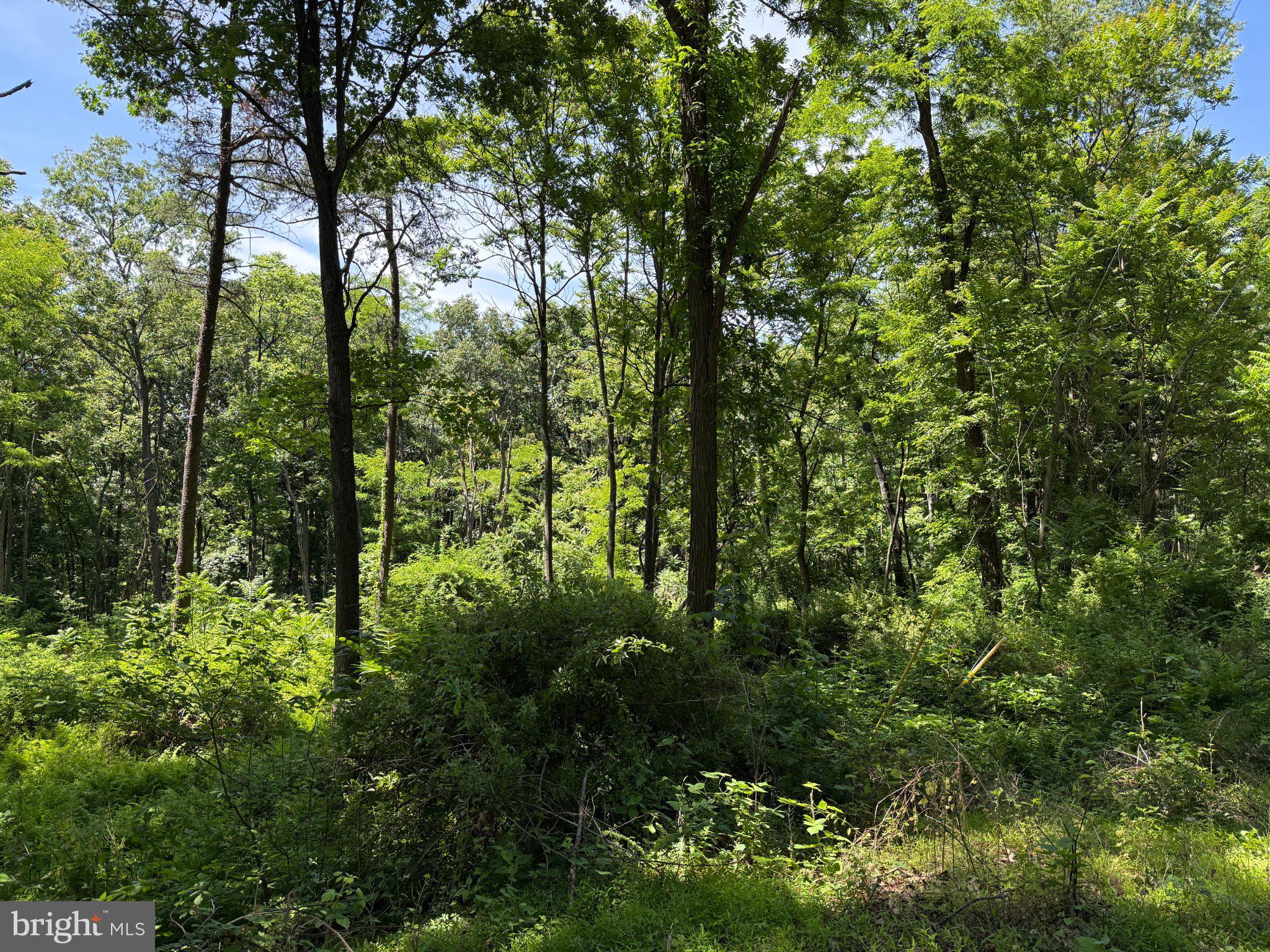 79 Cabin Road Augusta, WV 26704 - Photo 4 of 5 Lush greenery in a tranquil forest.