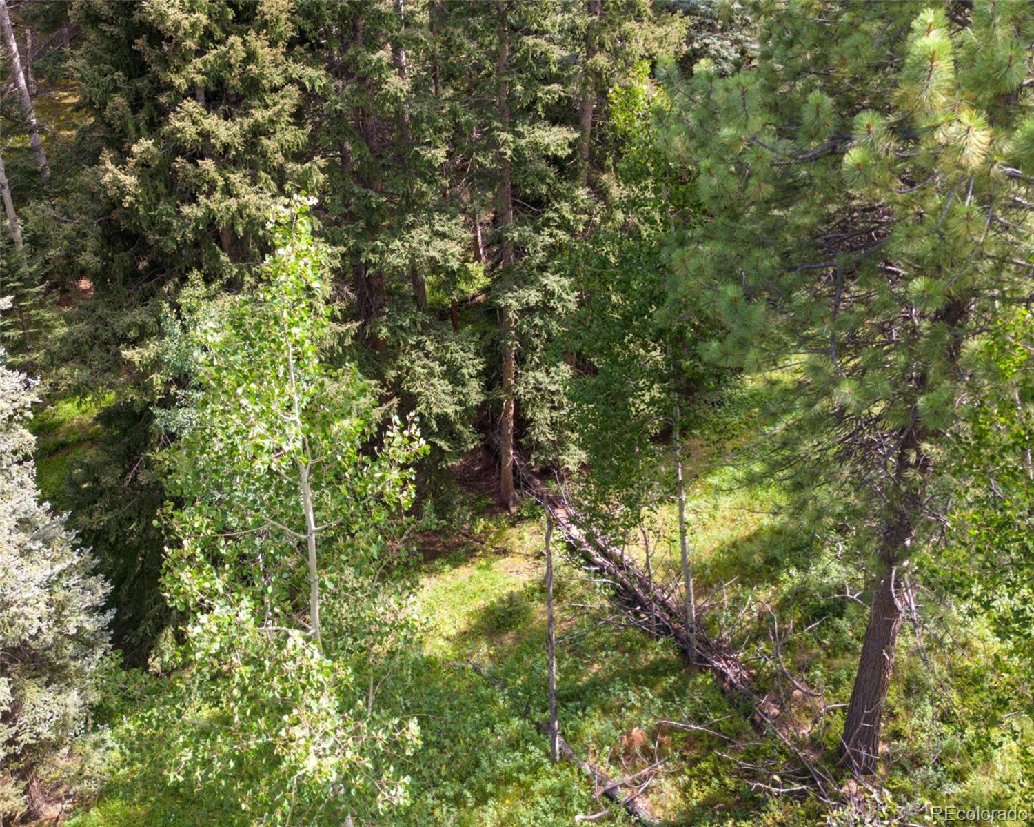 28380 Pine Trail Conifer, CO 80433 - Photo 3 of 9 a view of a tree in a yard