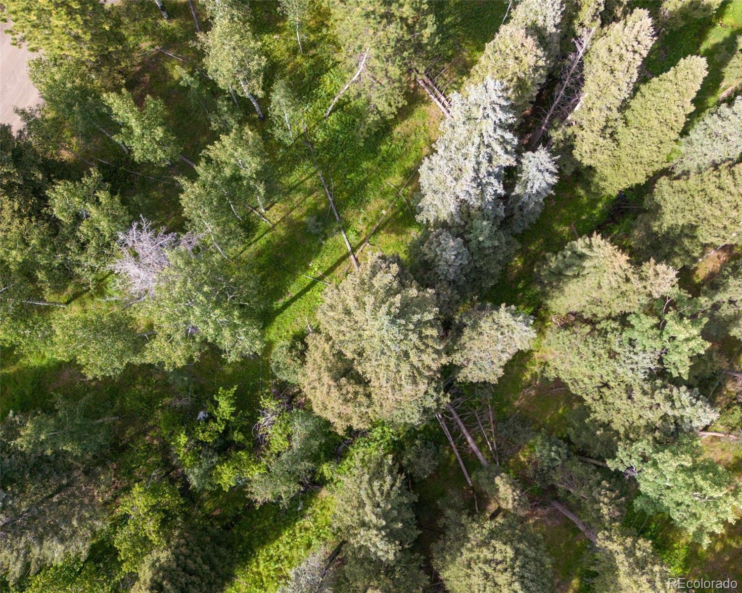 28380 Pine Trail Conifer, CO 80433 - Photo 5 of 9 a view of a tree