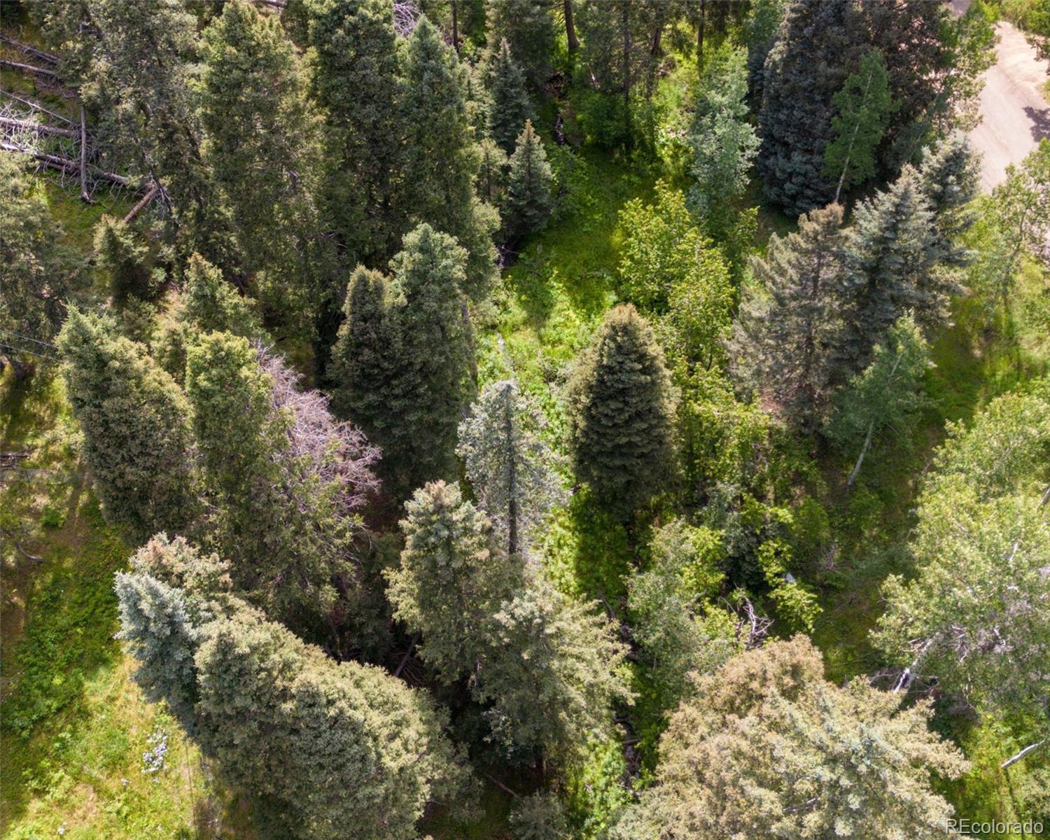 28380 Pine Trail Conifer, CO 80433 - Photo 6 of 9 a view of a forest with trees