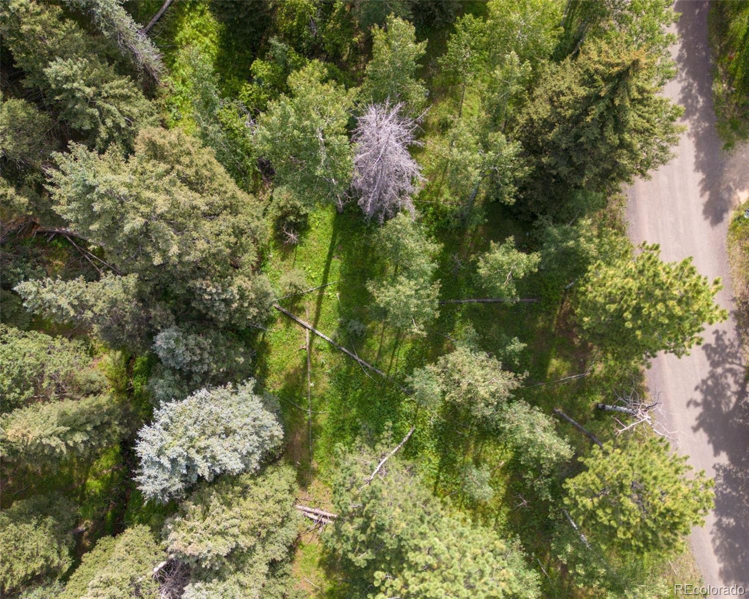 28380 Pine Trail Conifer, CO 80433 - Photo 7 of 9 a close up of a plant in a garden