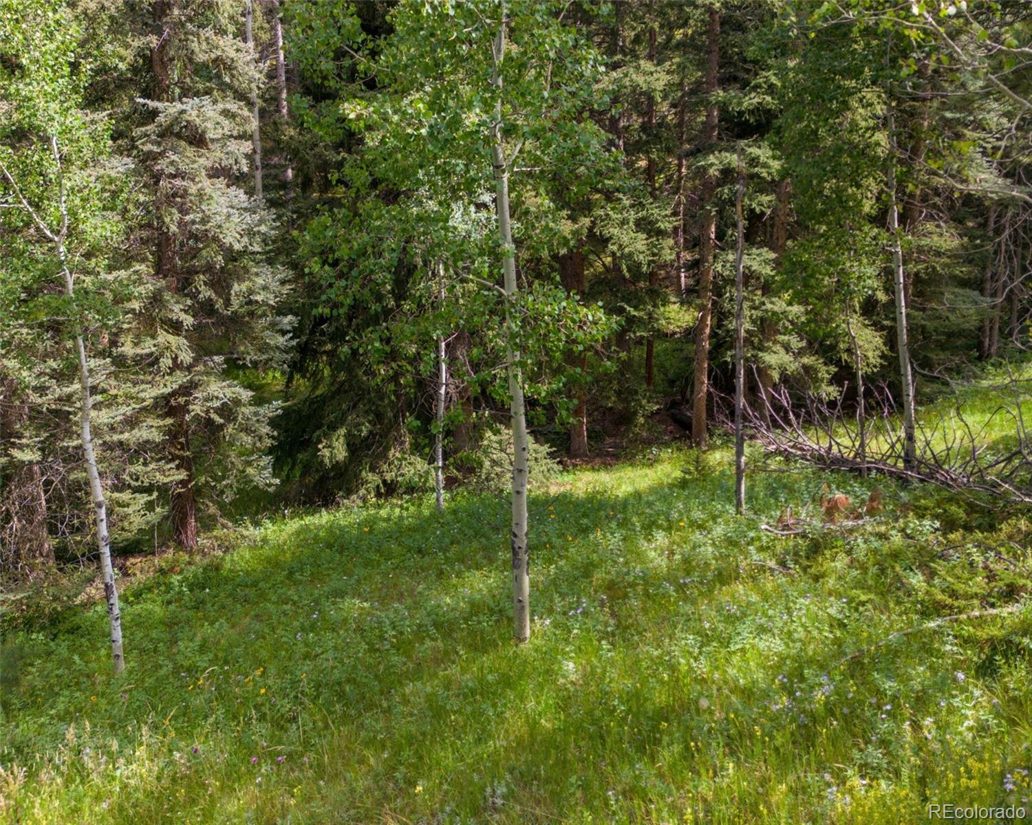 28380 Pine Trail Conifer, CO 80433 - Photo 9 of 9 a view of green field