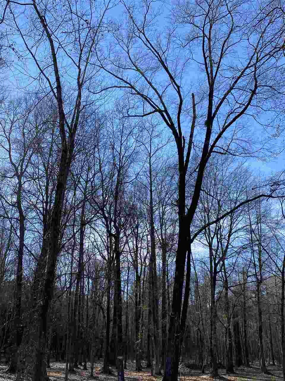 603 Stump Ridge Road, Unit 11 Brandon, MS 39047 - Photo 4 of 5 Photo 4