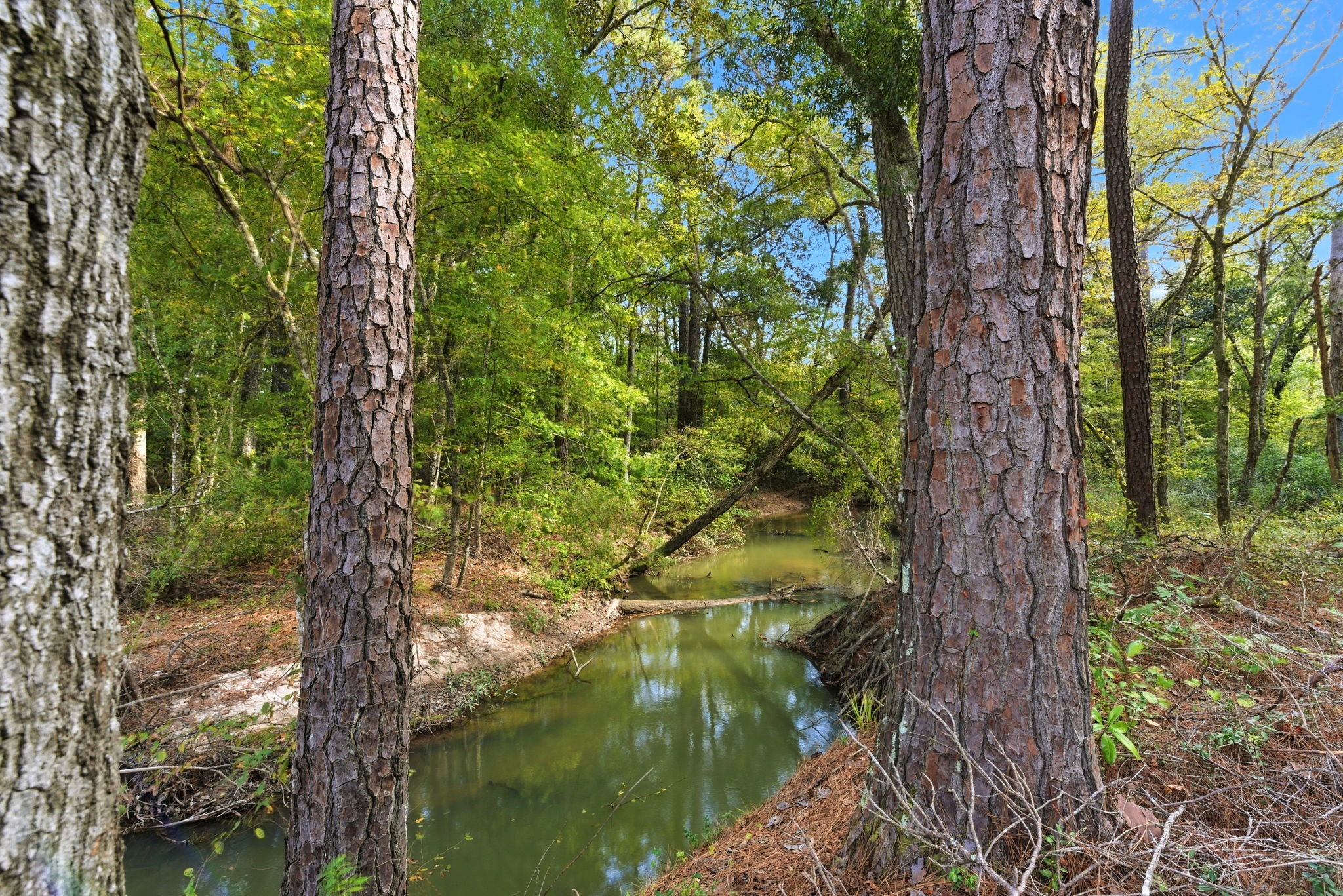 11091 Newton Circle Conroe, TX 77303 - Photo 2 of 13 a yard with lots of trees