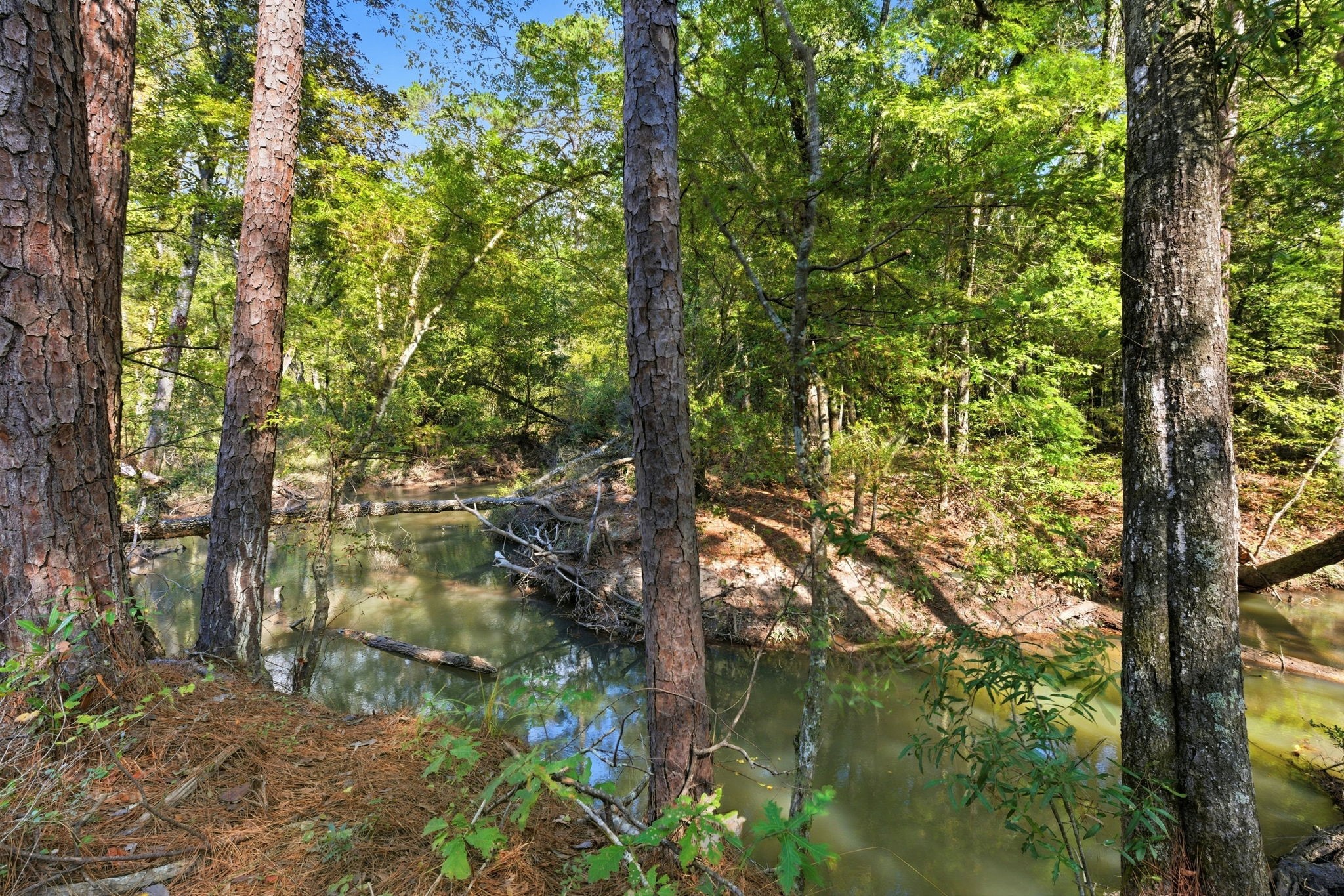 11091 Newton Circle Conroe, TX 77303 - Photo 3 of 13 a backyard of a house with lots of green space