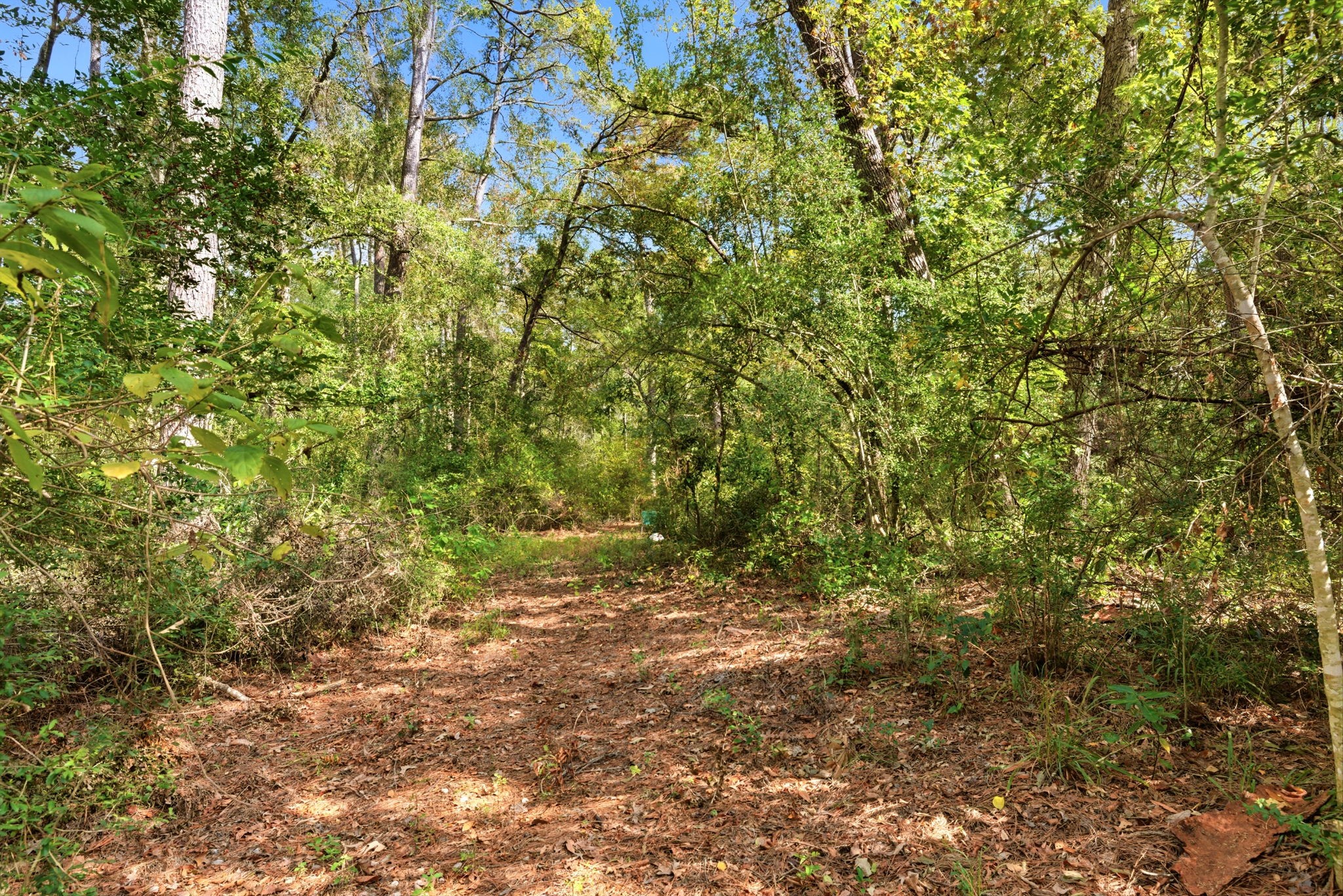 11091 Newton Circle Conroe, TX 77303 - Photo 4 of 13 a view of a yard with a tree