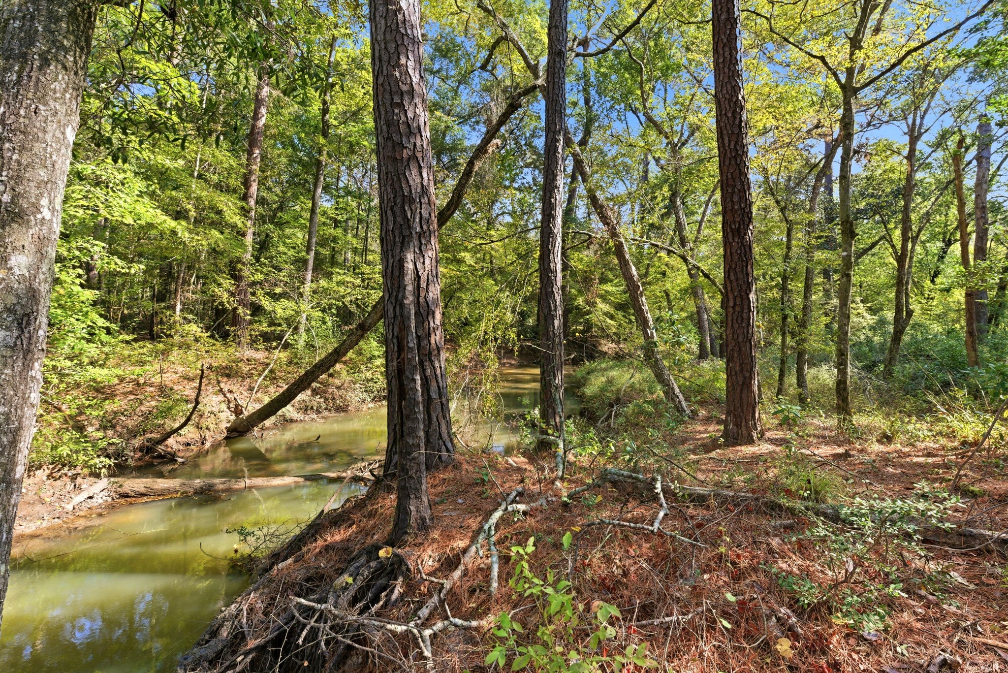 11091 Newton Circle Conroe, TX 77303 - Photo 5 of 13 a view of a yard with large trees