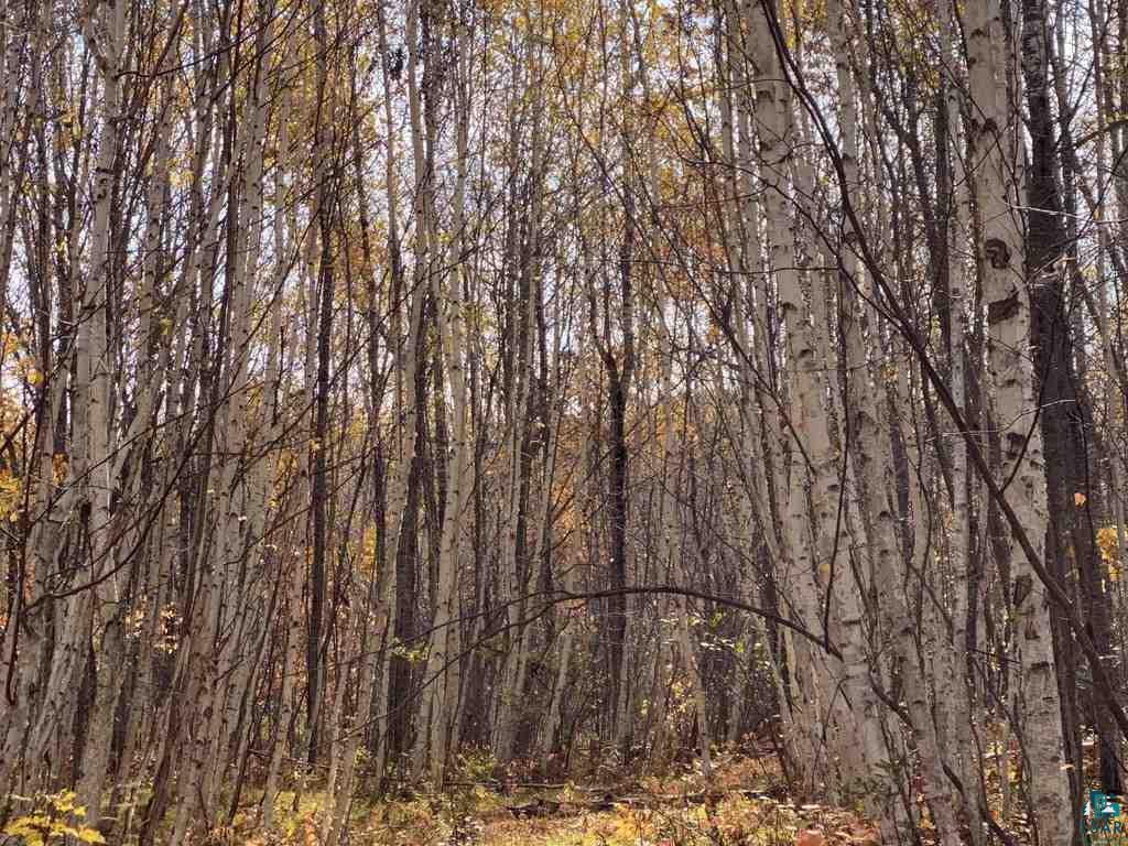Xxx South Wills Road Brule, WI 54820 - Photo 6 of 30
