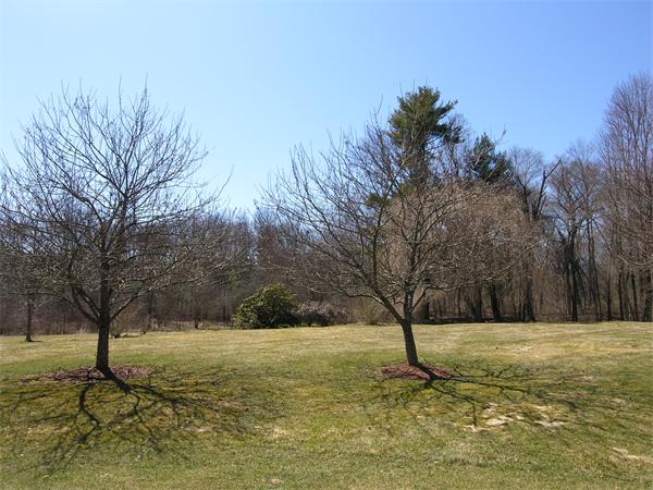 179 Whitman Road Needham, MA 02492 - Photo 27 of 27 Gallery Image 27