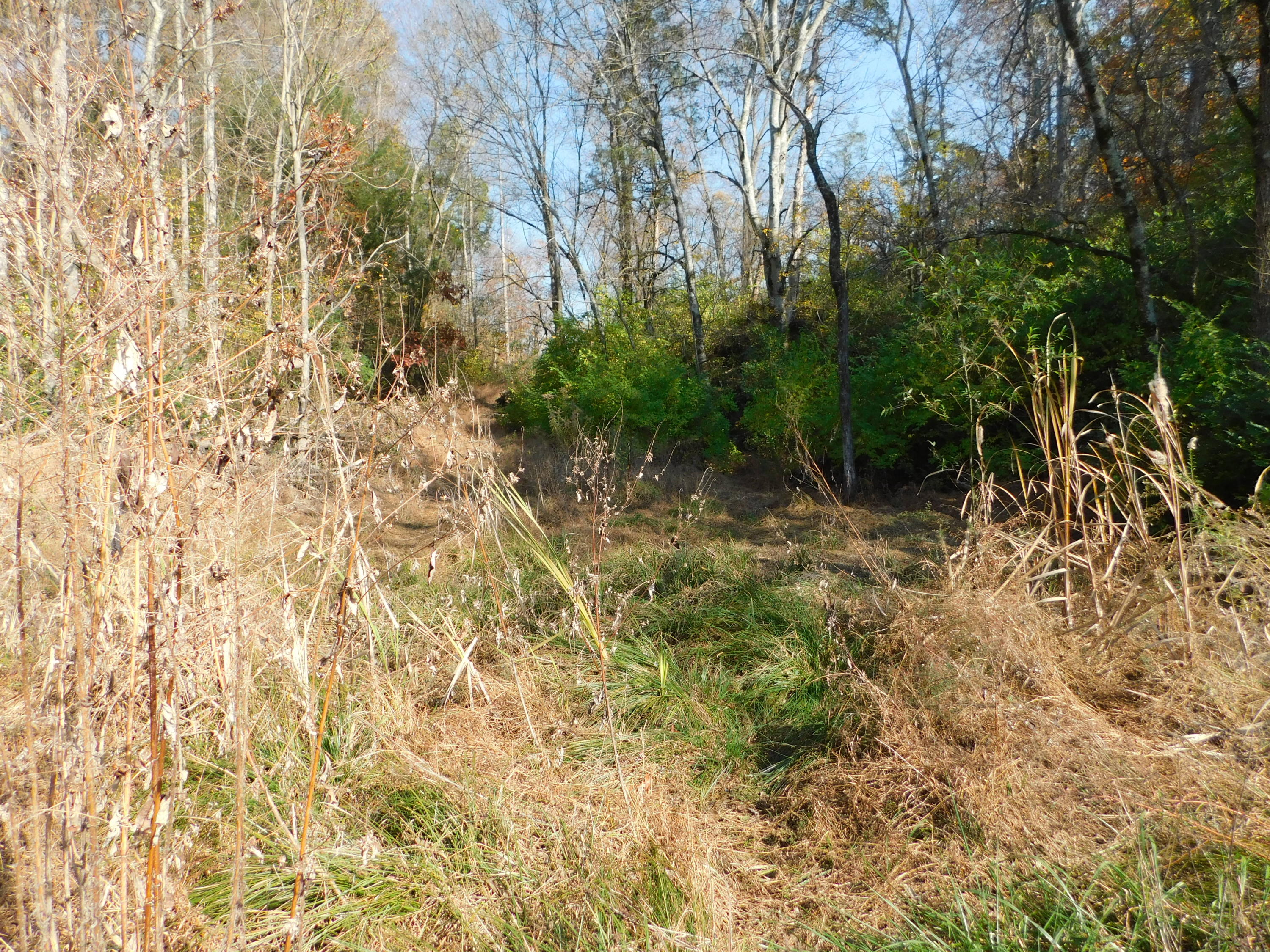 English Mountain Road Cosby, TN 37722 - Photo 11 of 25 DSCN0041
