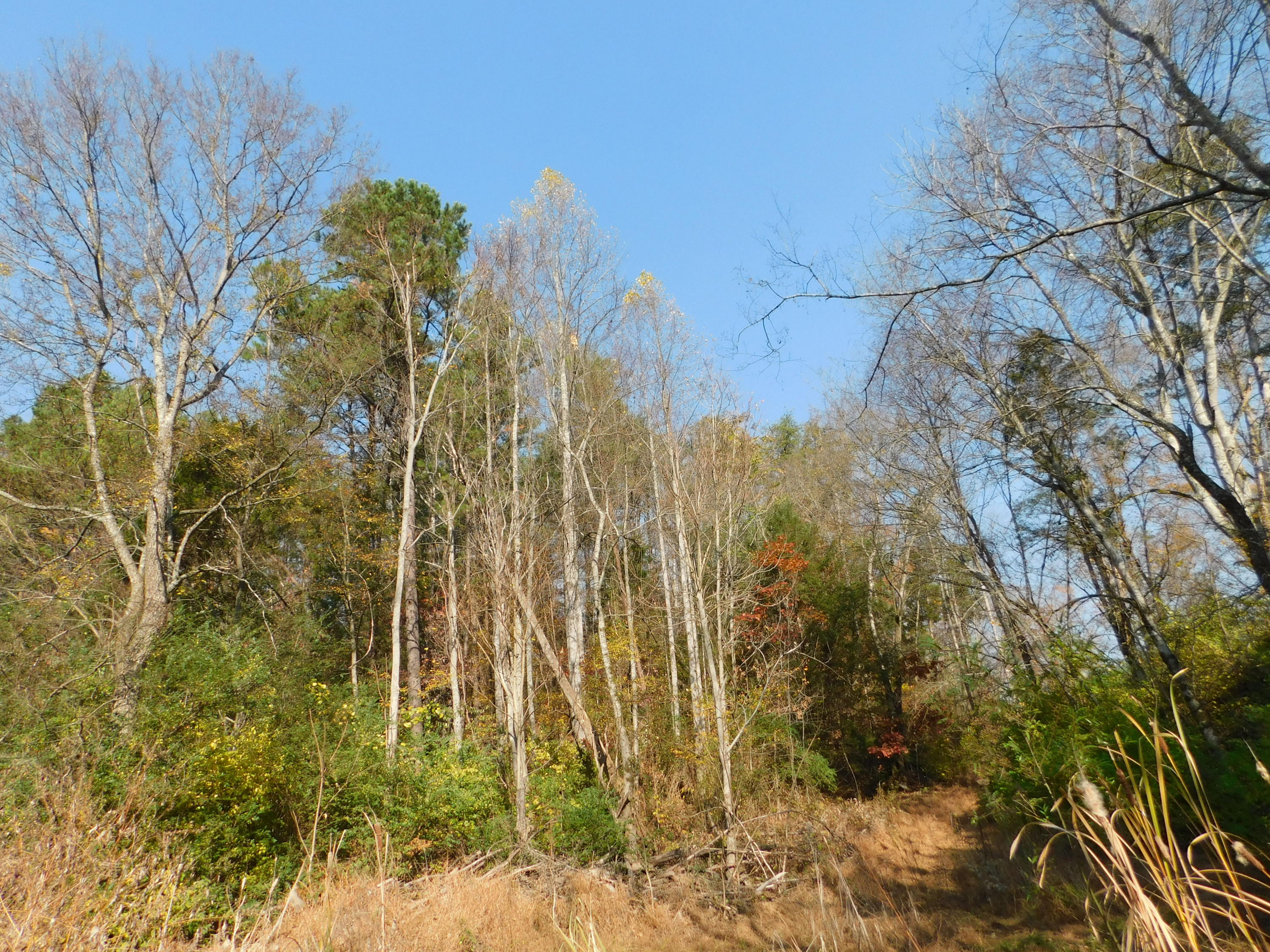English Mountain Road Cosby, TN 37722 - Photo 12 of 25 DSCN0044