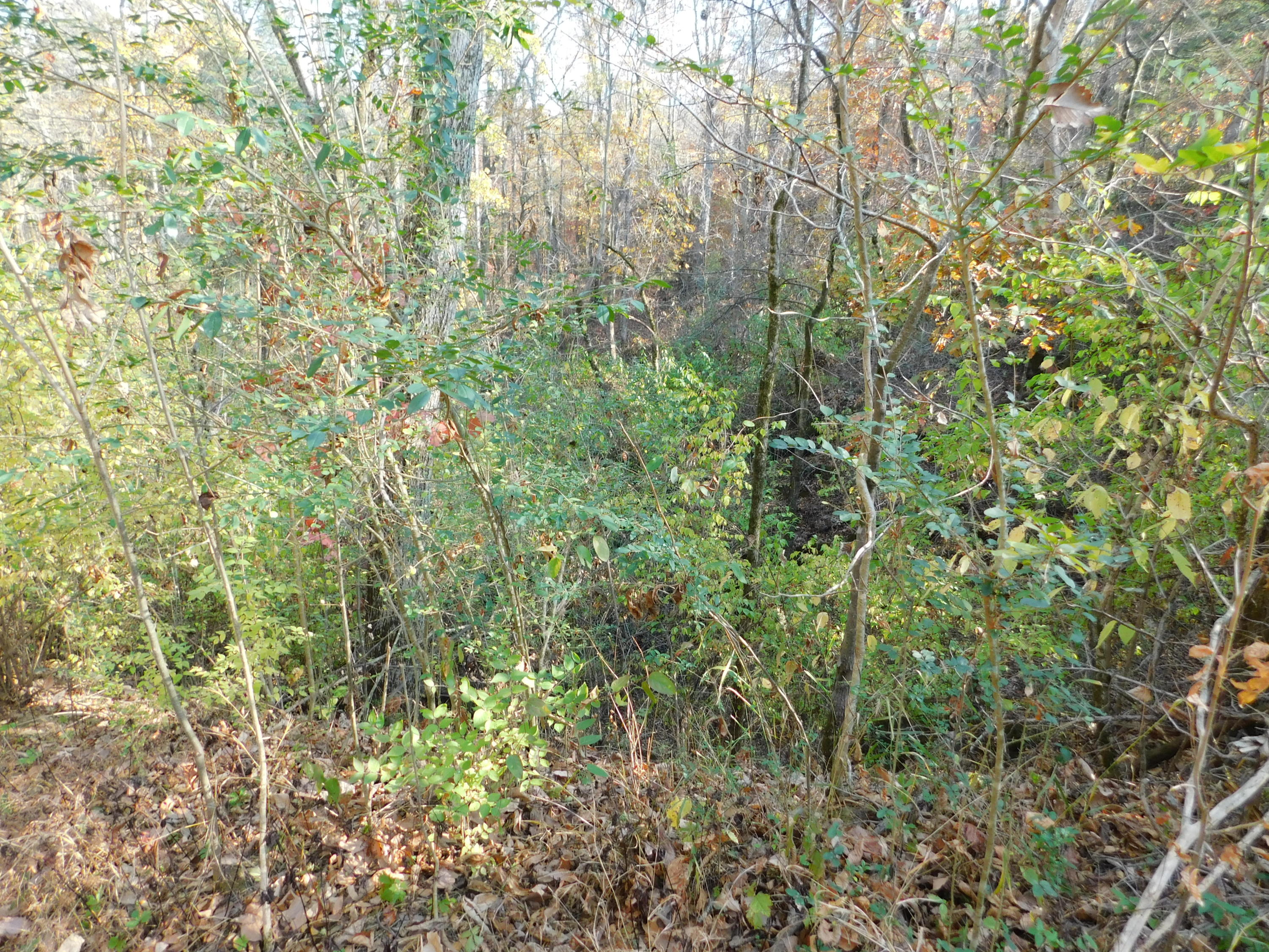English Mountain Road Cosby, TN 37722 - Photo 13 of 25 DSCN0045