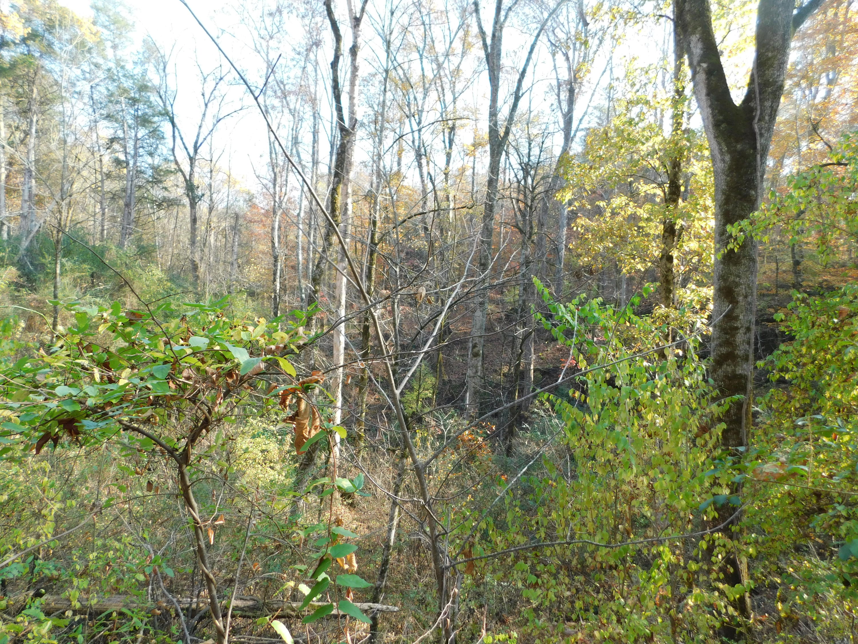 English Mountain Road Cosby, TN 37722 - Photo 16 of 25 DSCN0048