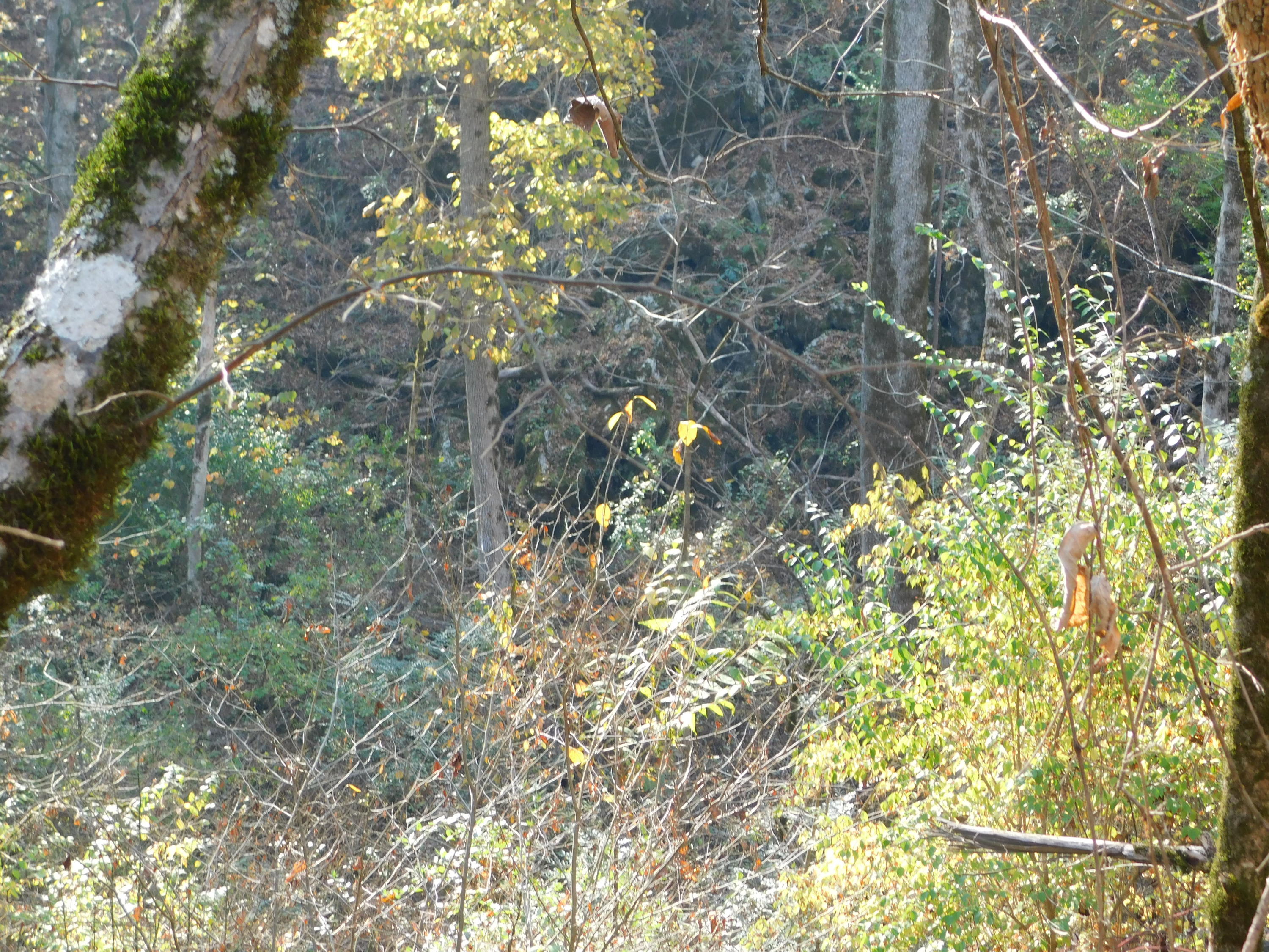 English Mountain Road Cosby, TN 37722 - Photo 20 of 25 DSCN0052