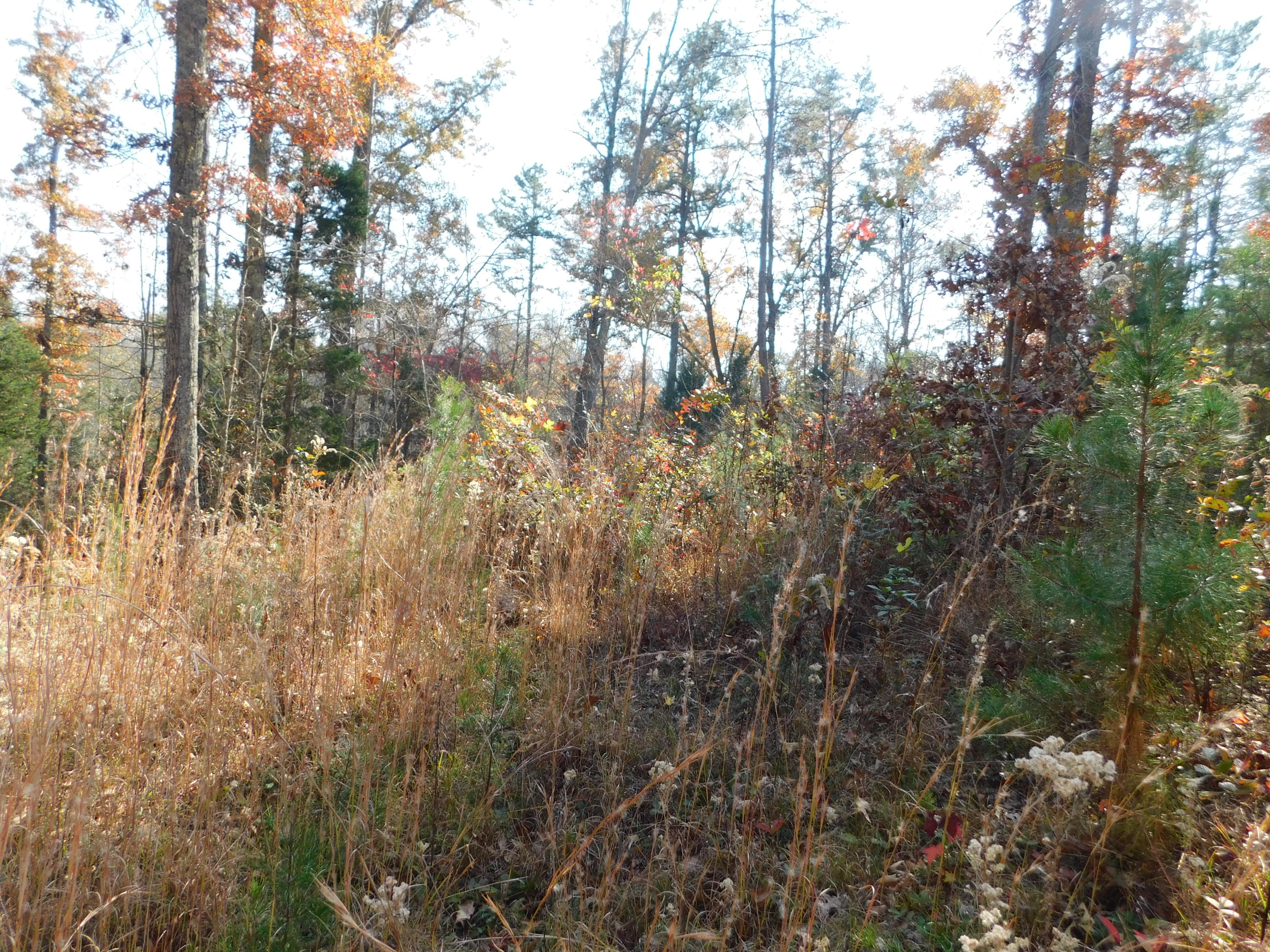 English Mountain Road Cosby, TN 37722 - Photo 21 of 25 DSCN0053