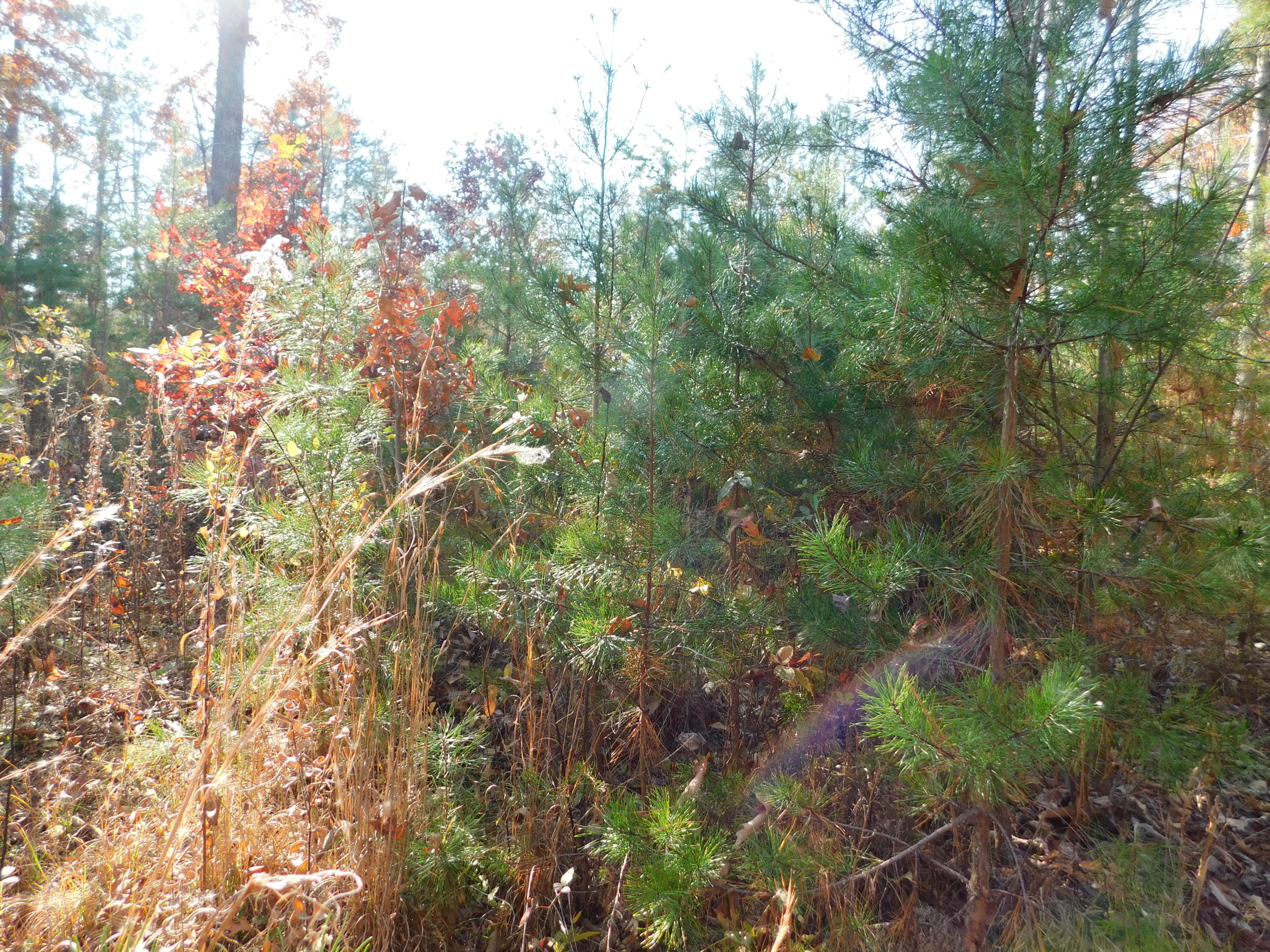 English Mountain Road Cosby, TN 37722 - Photo 22 of 25 DSCN0054
