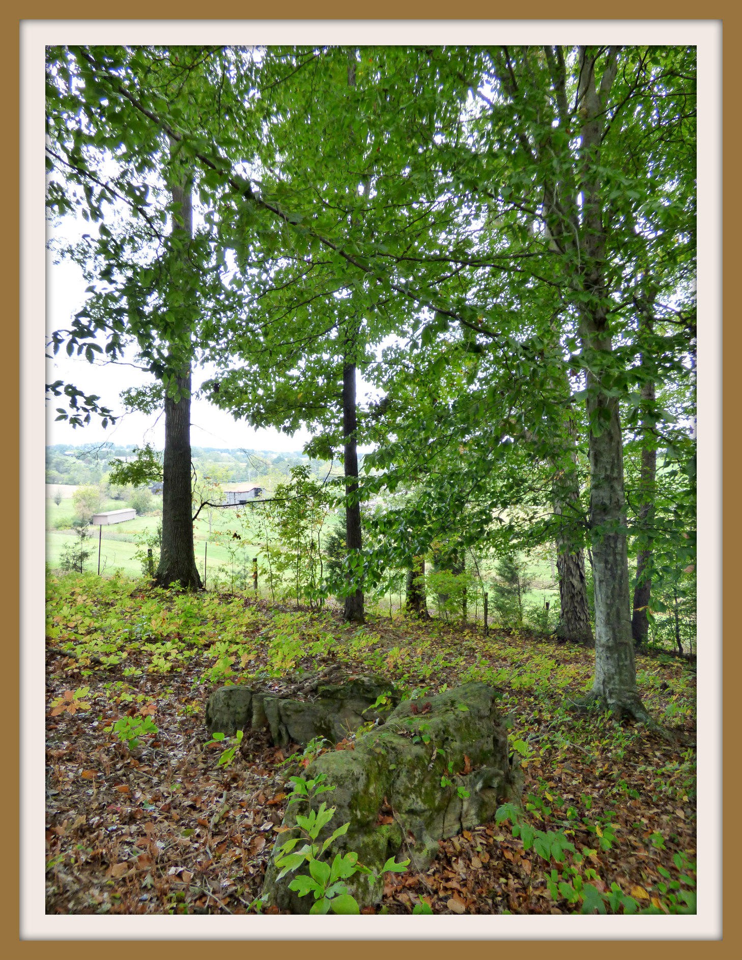2 Goose Creek Road Dandridge, TN 37725 - Photo 11 of 13 Gallery Image 11