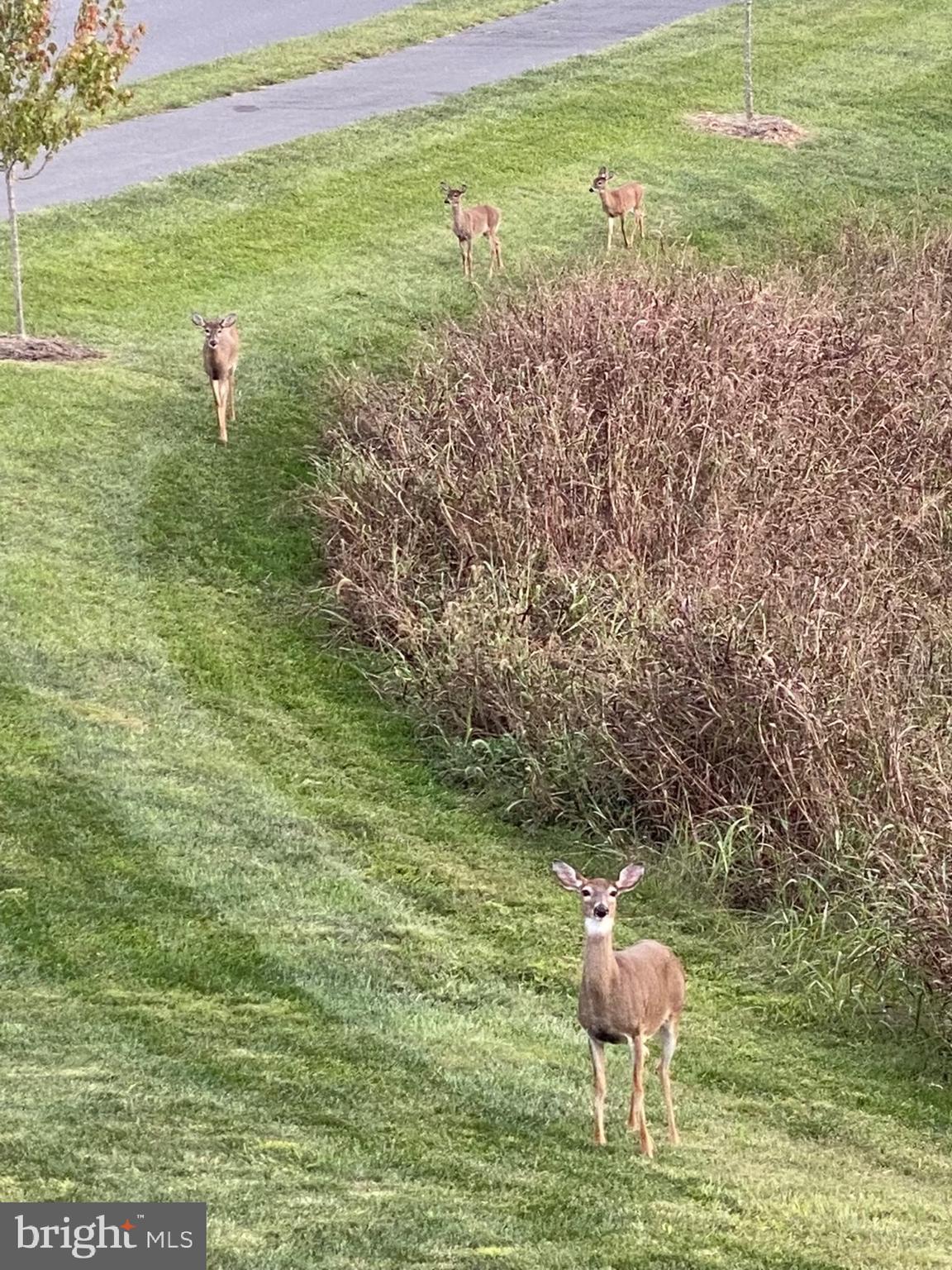 101 Harvester Drive White Post, VA 22663 - Photo 8 of 88 Everyday visitors