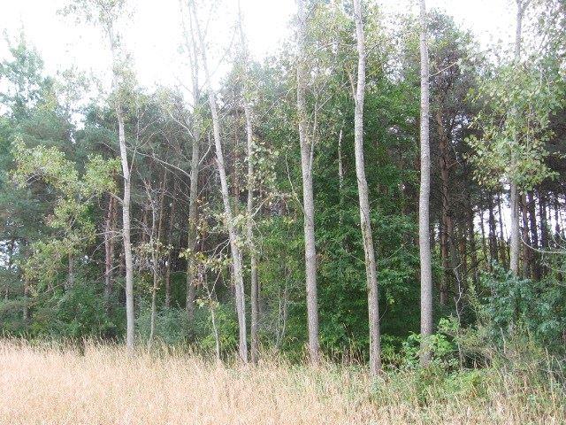 5548 Applegate Road Applegate, MI 48401 - Photo 24 of 26 31264454-23.JPG