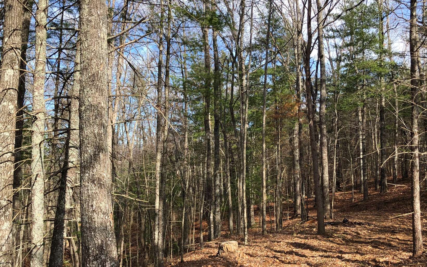 Cliff Raper Road Murphy, NC 28906 - Photo 22 of 24 Additional View
