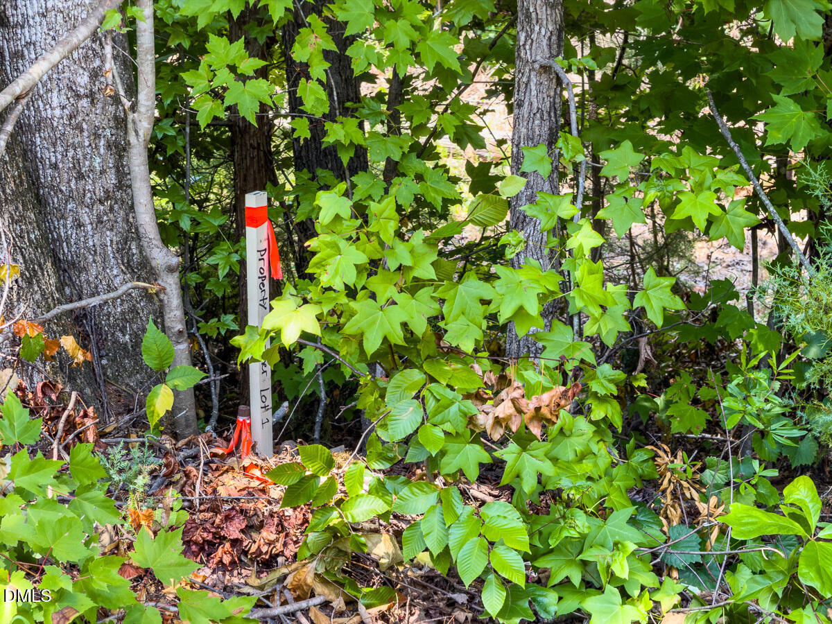 0 Park Springs Road Ruffin, NC 27326 - Photo 20 of 31 Caswell Co. NC 7.19-COA-20