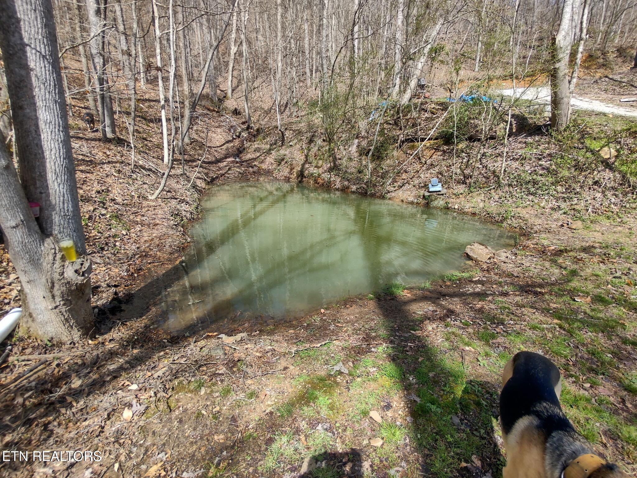 355 Lone Mountain Road Andersonville, TN 37705 - Photo 43 of 45 Spring Fed Pond with Coyfish